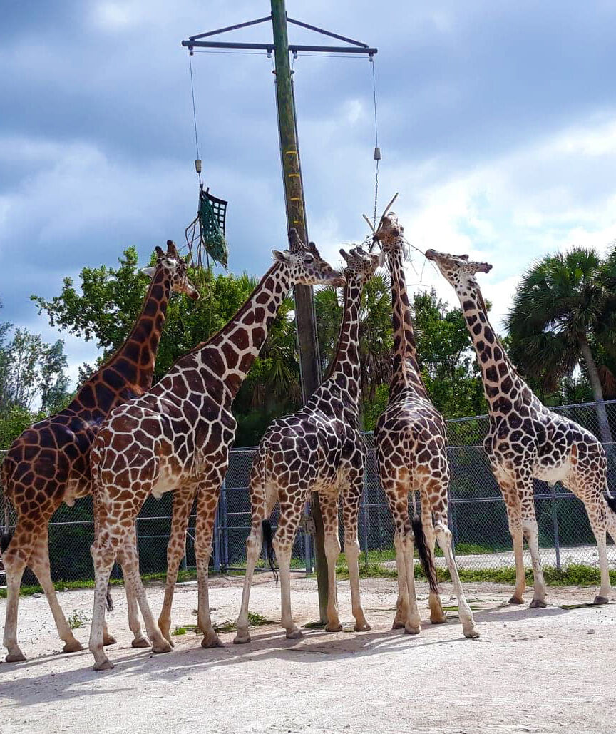 Giraffe #5.jpg